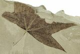 Fossil Sycamore (Macginitiea) Leaf - Green River Formation, Utah #325595-1